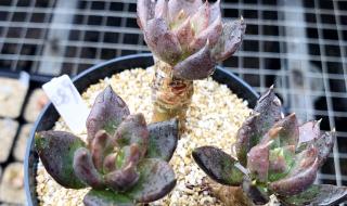 植物大战僵尸ol黑骑士