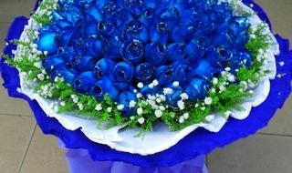 蓝色妖姬的花语是什么