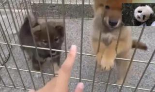 被主人关在笼子里面