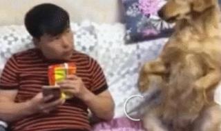 我的第一次给狗狗